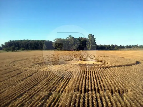 Crop circles