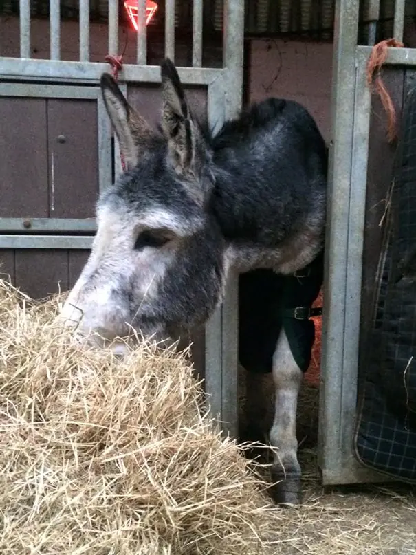 Animal Heaven Animal Rescue Animal Heaven Animal Rescue