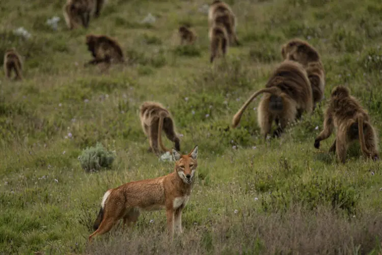 La historia se repite: lobos y babuinos se alían para cazar