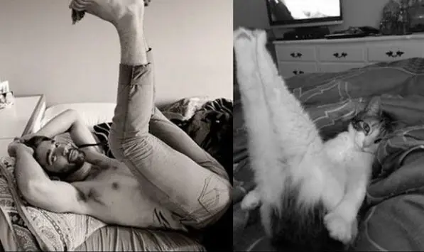 gatitos