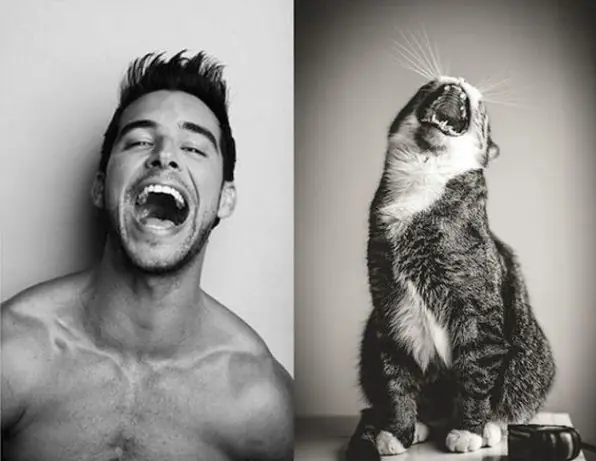 gatitos