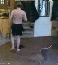estos gif