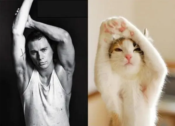 20 imágenes para chicas ;) si! gatos vs modelos masculinos!