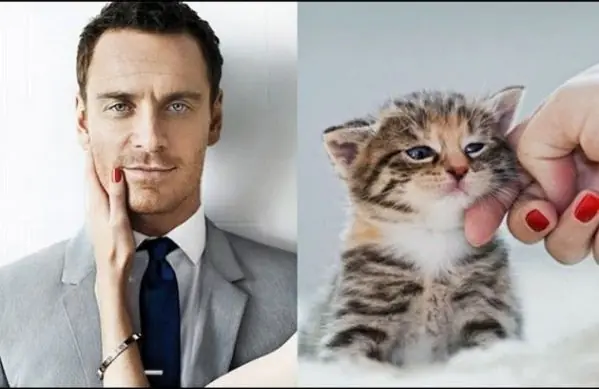 gatitos