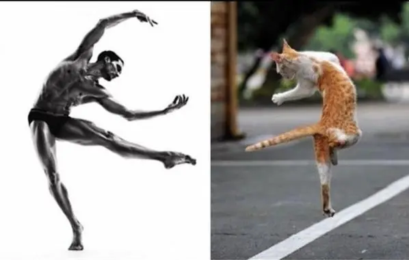 gatos graciosos