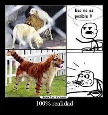 humor