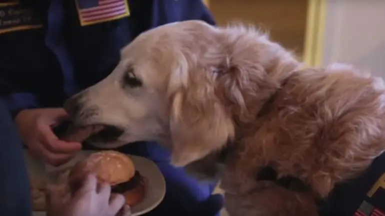 Fotos: el tierno cumpleaños del último perro rescatista del