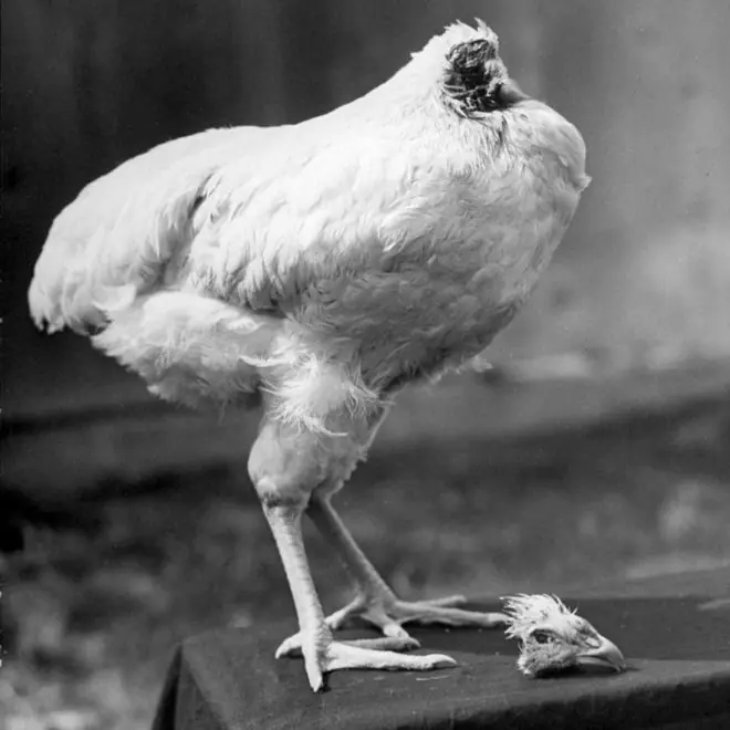 El pollo decapitado que vivio un año y medio