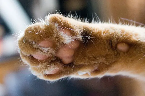 patas