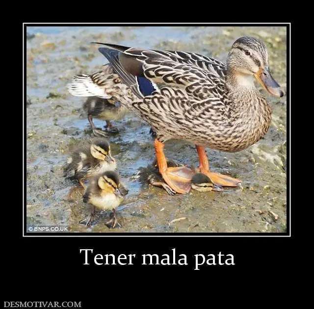 humor