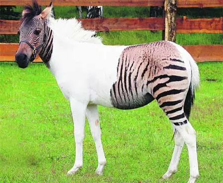 zebroide zebroide