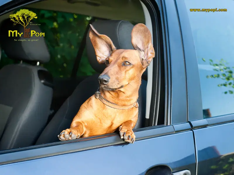 Los pequeños placeres de la vida + Bonus