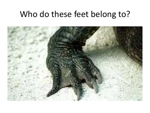 jaja