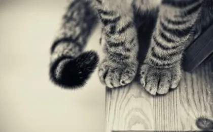 Animales