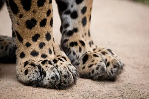 patitas alinadas mendoza