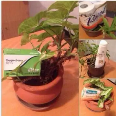 Venezolanos siembran productos escasos