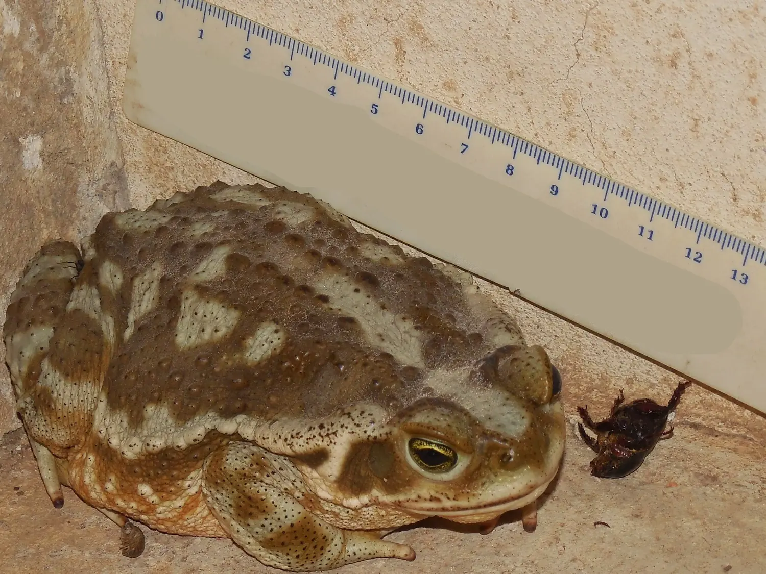 Soy la Reglita de Animales en mi casa y te lo cuento