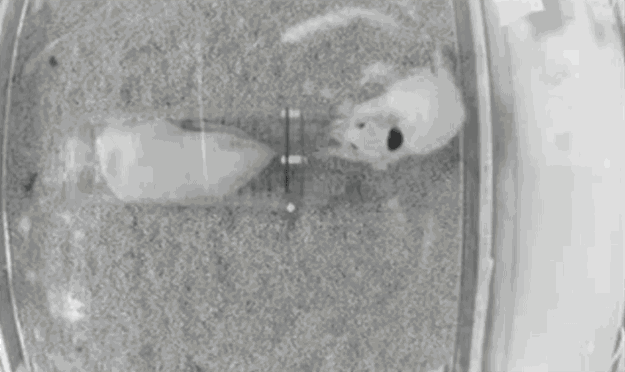 15 Datos científicos felices que ablandarán tu corazón