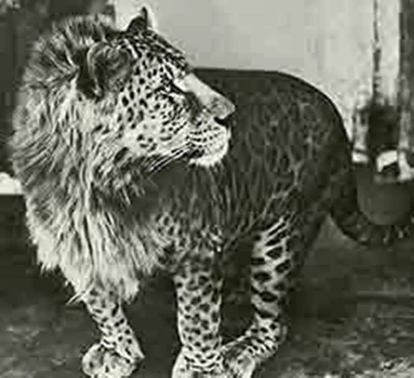 Animales Animales