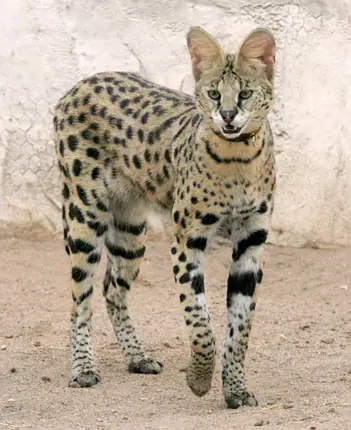 tIGON tIGON