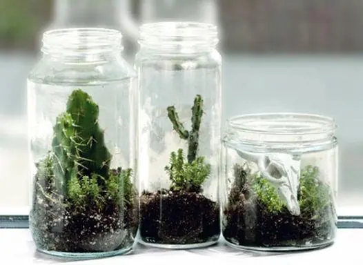 planta