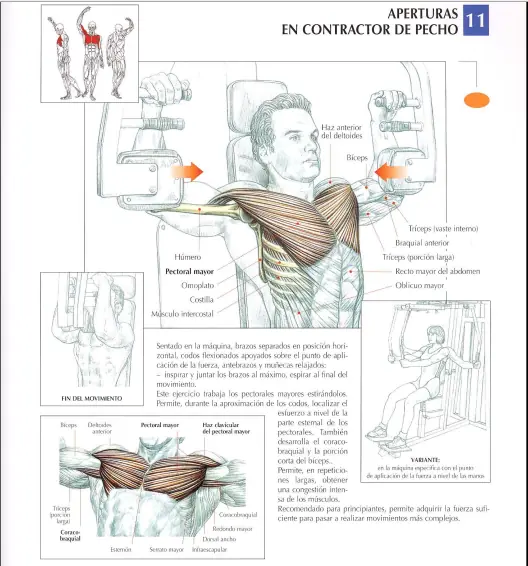 pectorales y trapecio