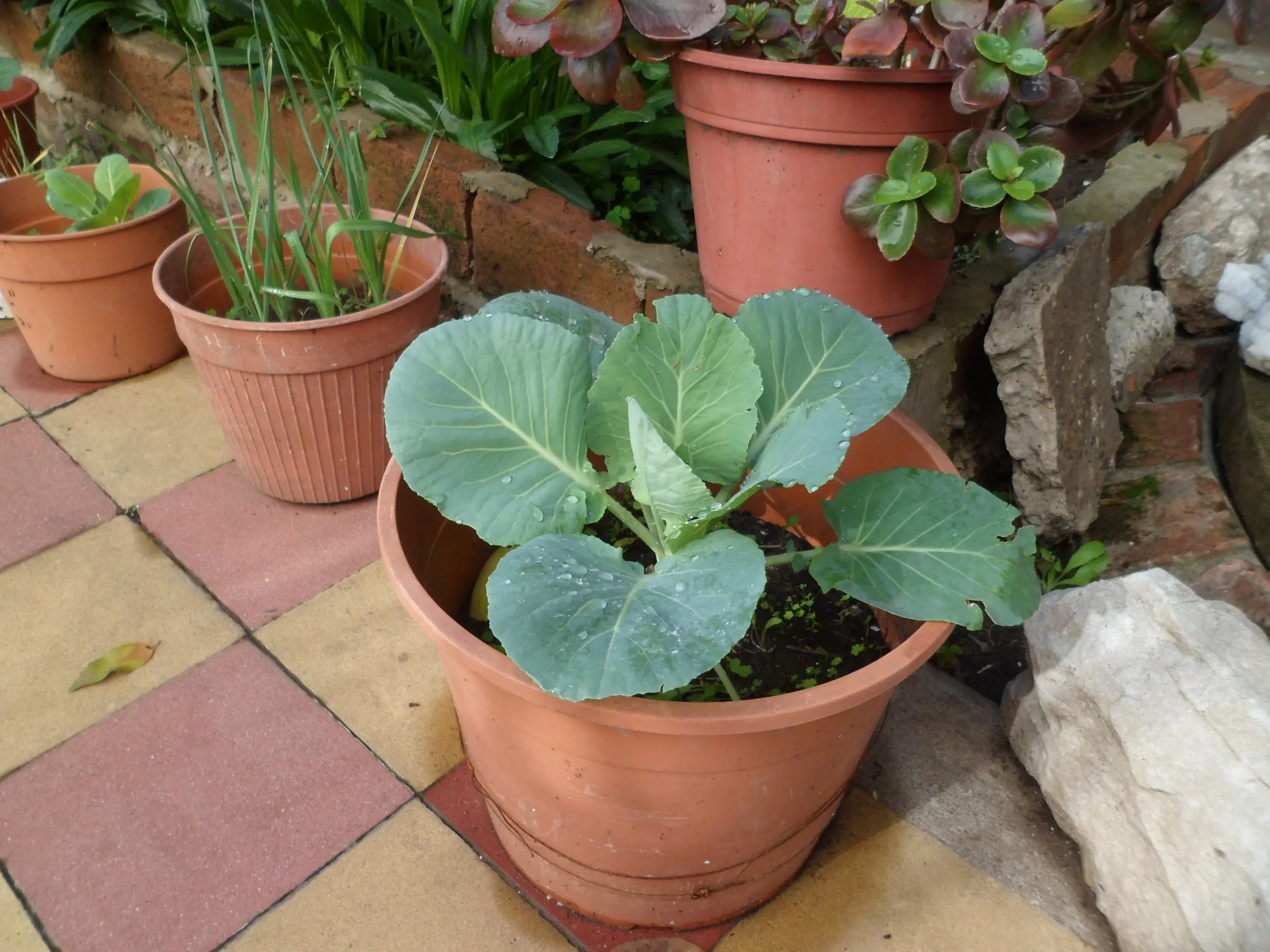 Más de mi huerta/jardín