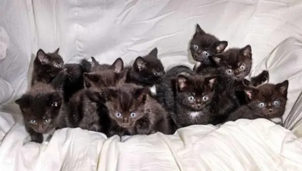 gatos