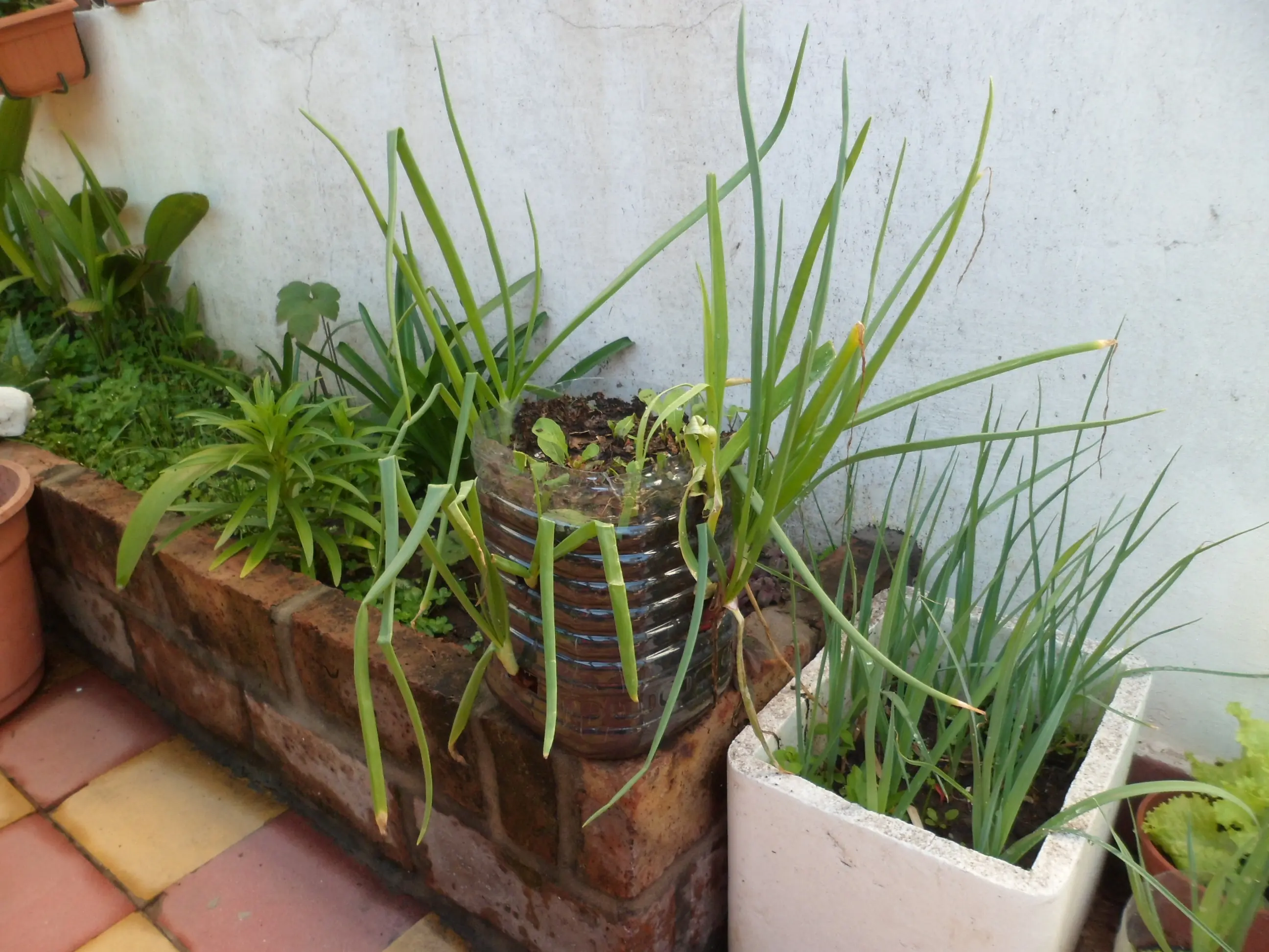 Más de mi huerta/jardín