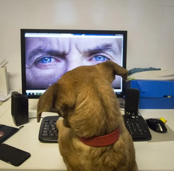 Te presento a balcarce el perro presidencial de macri