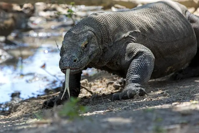 criaturas criaturas