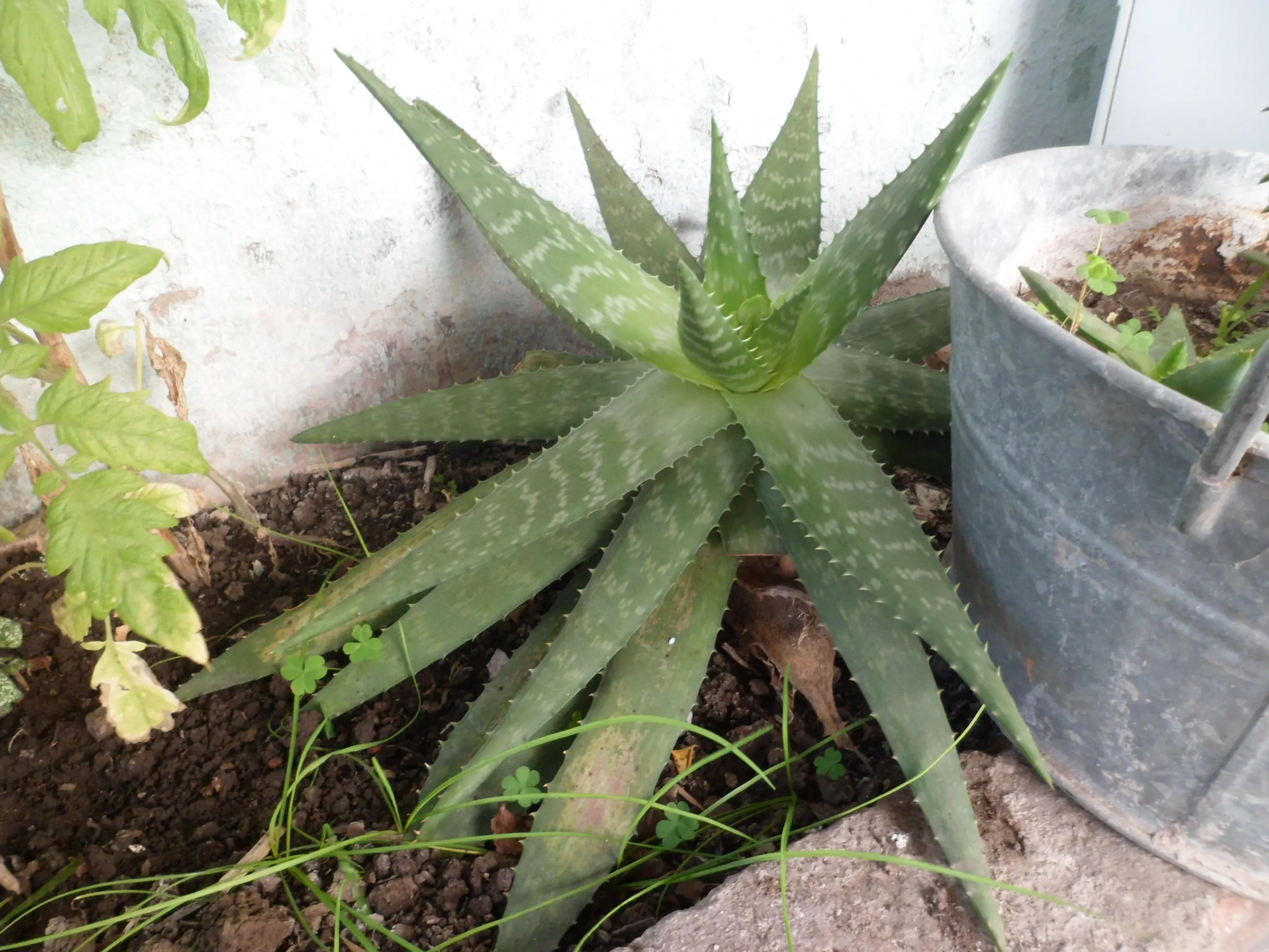 Más de mi huerta/jardín