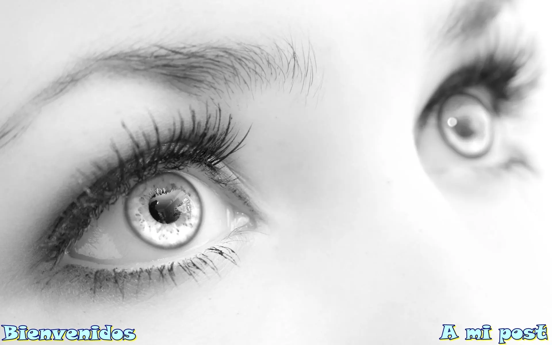 Mira como rescataron esta perrita lince...!