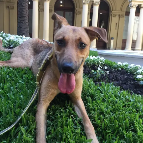 perro