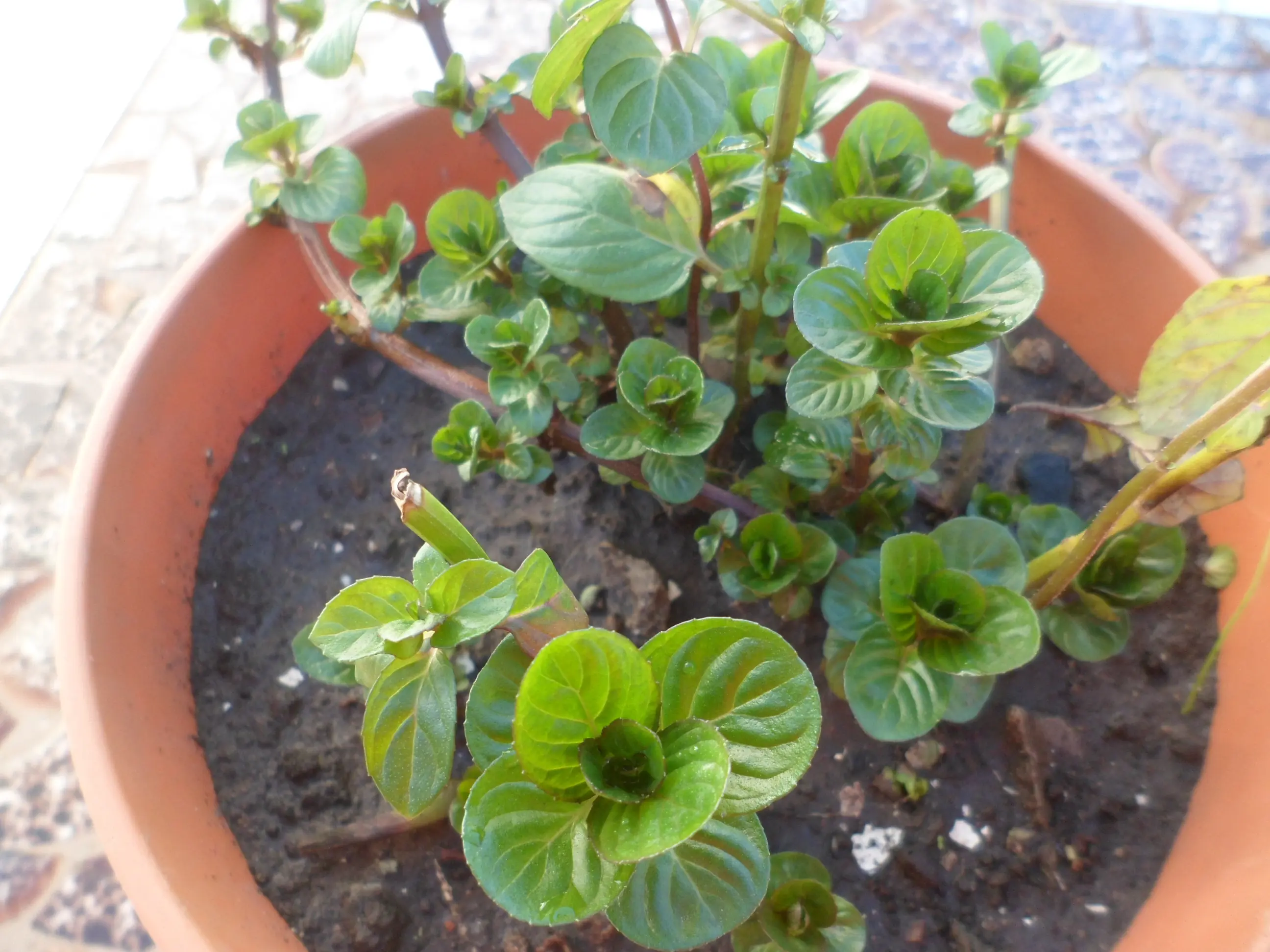 jardin