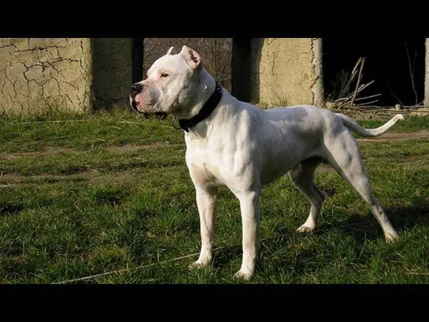 Las razas mas peligrosas de perros