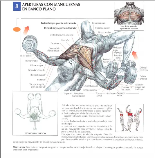 pectorales