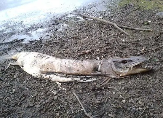 Cadaver