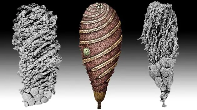 Desentierran a una criatura de 520 millones de años,