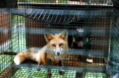 No!al uso de pieles de animales.