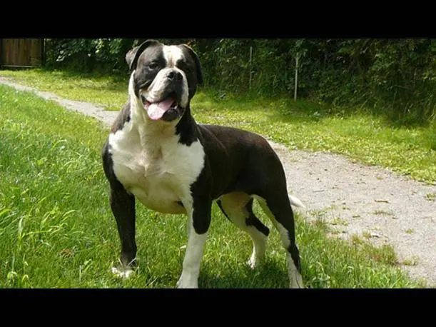 Las razas mas peligrosas de perros