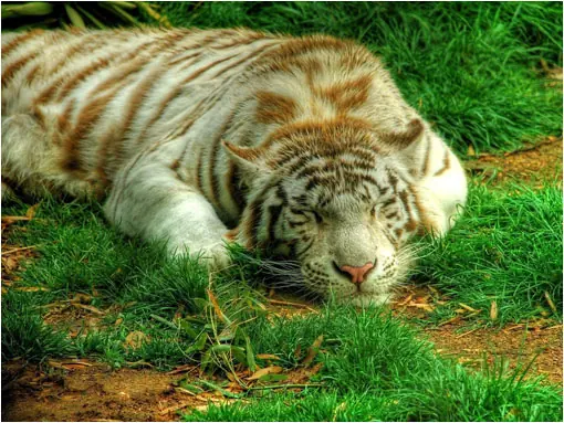 Los 5 animales híbridos mas sorprendentes