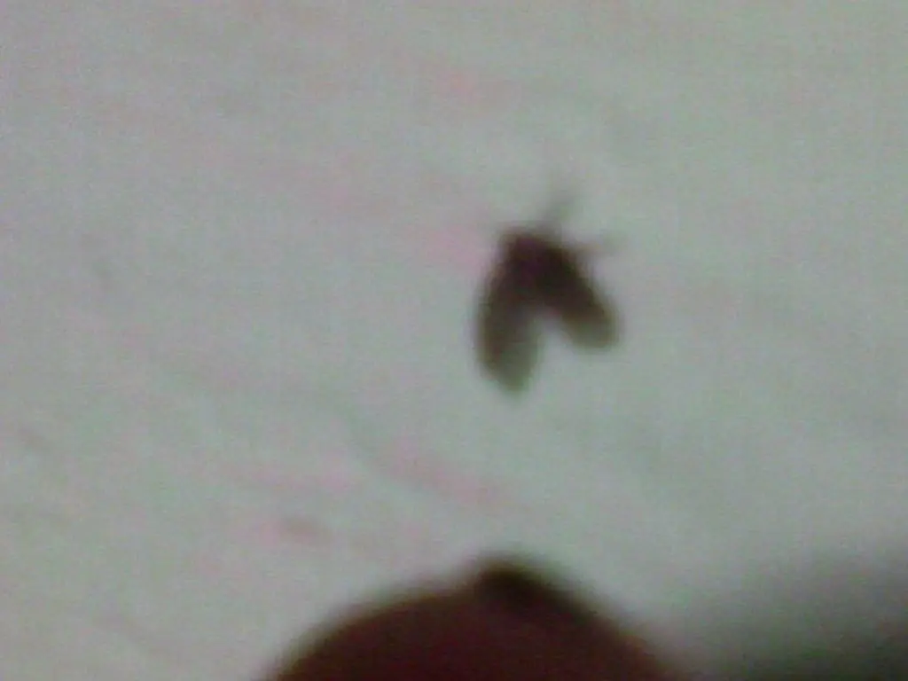 bichos