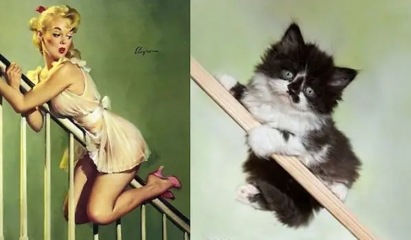 gatitos
