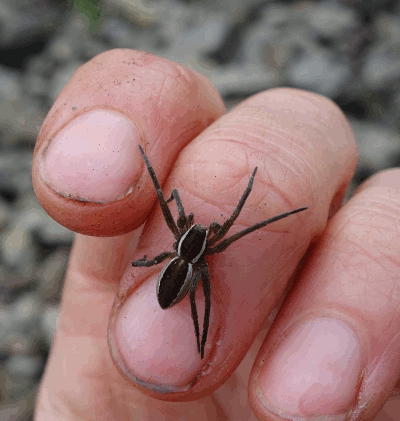 Te Gustan Las Arañas? Pasa