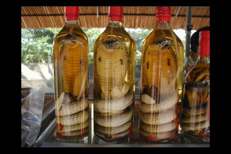 Los Platillos más Insólitos que puedes Probar en este Mundo