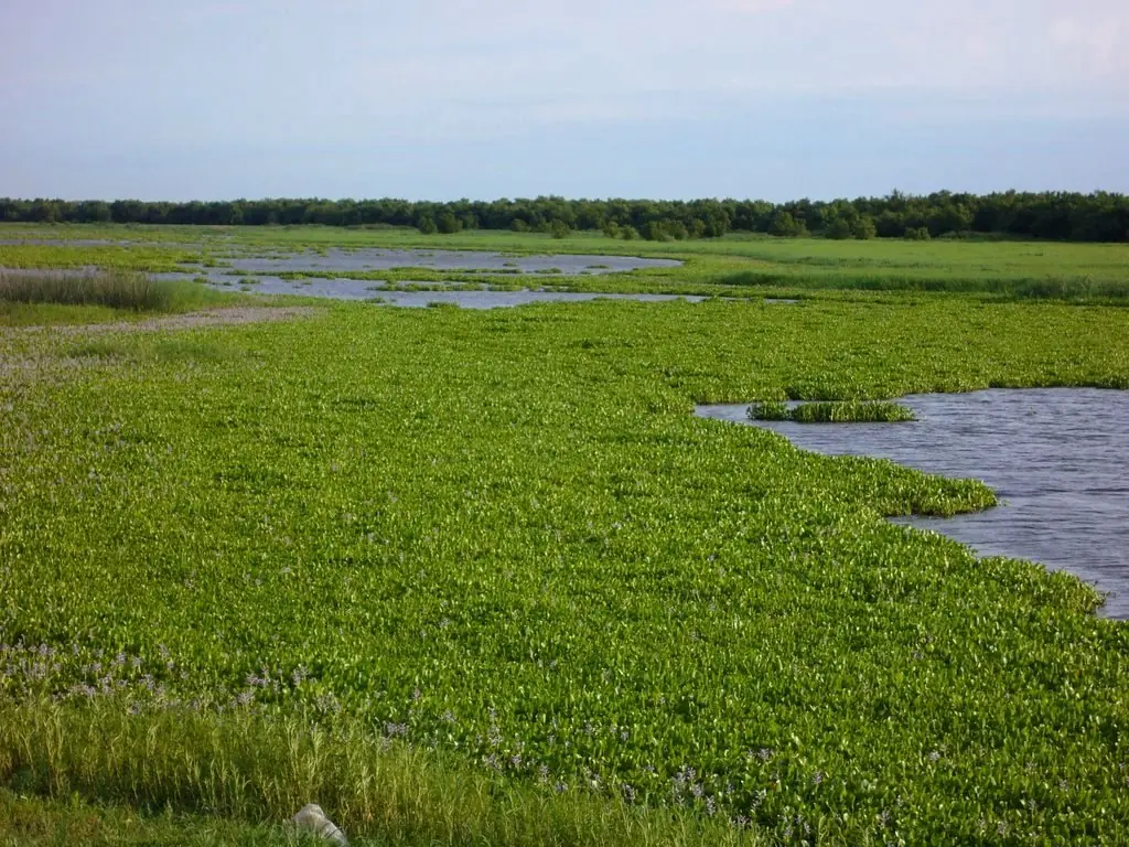 rio parana