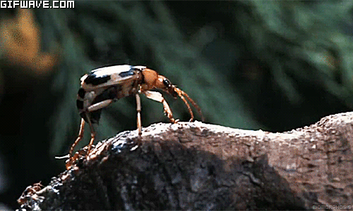 16 Animales increibles con superpoderes Reales