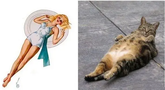 gatitos