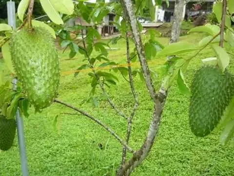 enfermedades
